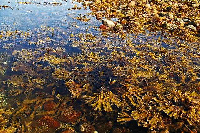 جلبک دریایی